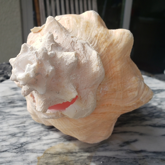 Heavy Conch Queen Shell - Picture 6 of 12